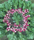 French Breakfast Radish